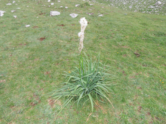 Asphodelus macrocarpus