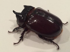 Xyloryctes jamaicensis