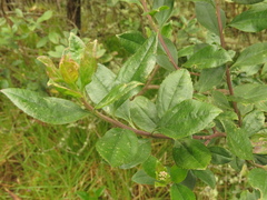 Viburnum triphyllum