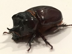 Xyloryctes jamaicensis