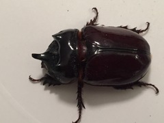 Xyloryctes jamaicensis