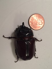 Xyloryctes jamaicensis