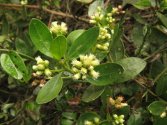 Baccharis macrantha
