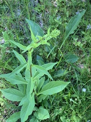 Solidago virgaurea