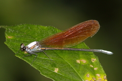 Mnais andersoni