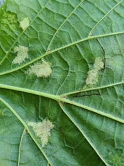 Eriophyes exilis