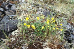 Potentilla × villosula