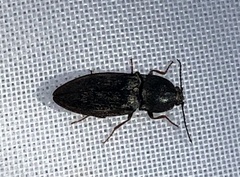 Prosternon tessellatum