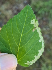 Phytomyza pubicornis