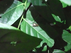 Anomala inconcinna