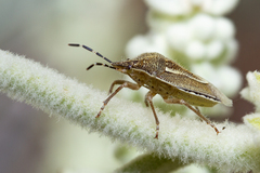 Eudolycoris alluaudi