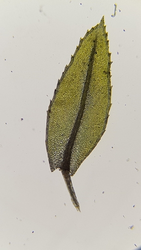 Horn Calcareous Moss