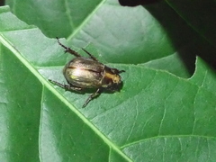 Anomala inconcinna