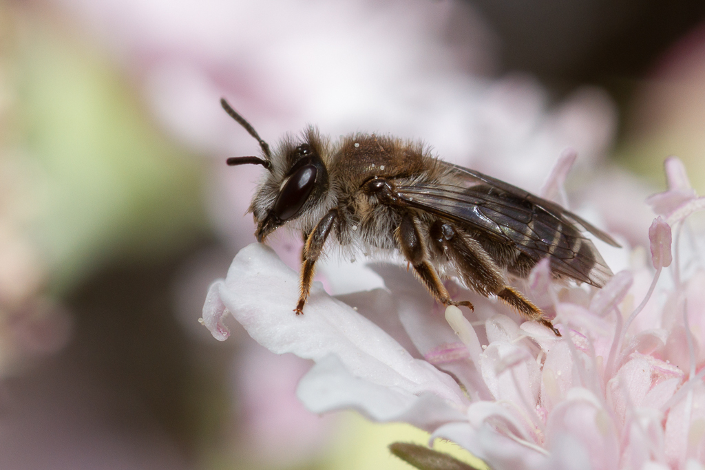 Andrena chalcogastra