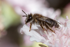 Andrena chalcogastra