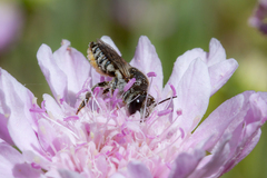 Megachile canariensis