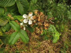 Rubus floribundus