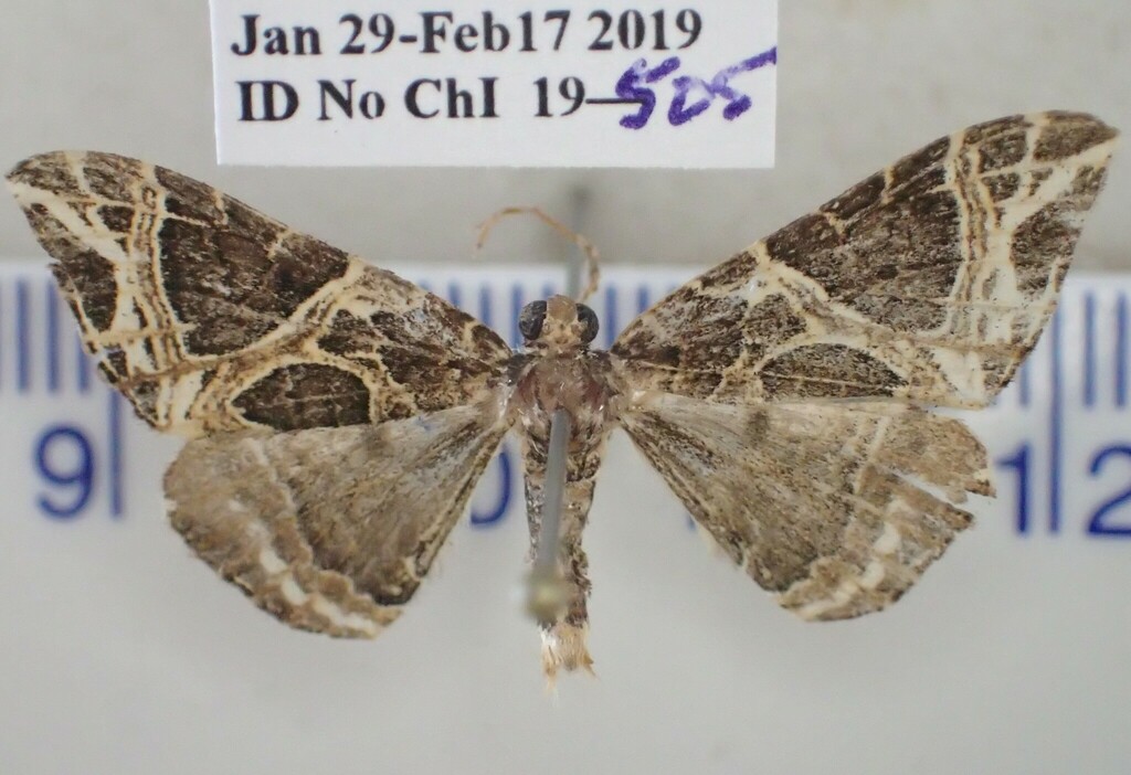 Ecliptopera phaula