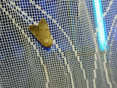 Caradrina aspersa