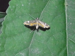 Strepsinoma