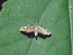 Strepsinoma