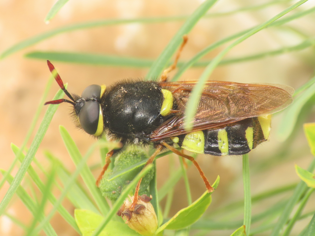Stratiomys rubricornis