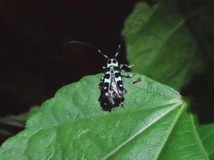 Paraglenea swinhoei