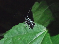Paraglenea swinhoei
