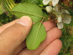 Rubus floribundus