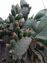 Opuntia ficus-indica