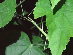 Sipyloidea