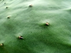 Opuntia ficus-indica