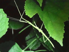 Sipyloidea
