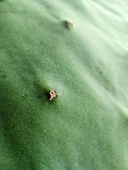 Opuntia ficus-indica