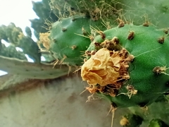 Opuntia ficus-indica