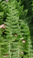 Athyrium filix-femina image