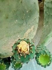 Opuntia ficus-indica