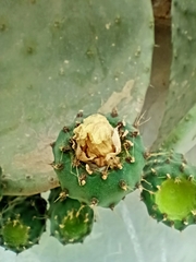 Opuntia ficus-indica