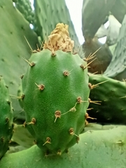 Opuntia ficus-indica