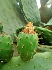 Opuntia ficus-indica