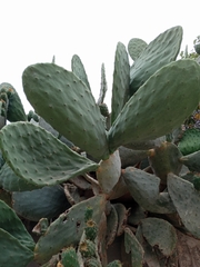 Opuntia ficus-indica