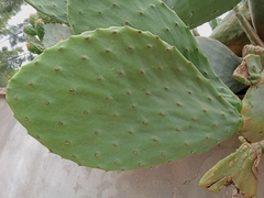 Opuntia ficus-indica