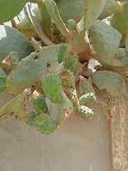 Opuntia ficus-indica