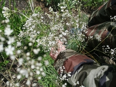 Gypsophila altissima