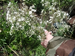 Gypsophila altissima