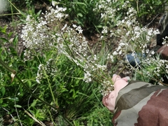 Gypsophila altissima