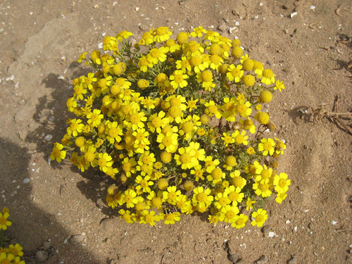 Anthemis tenuisecta subsp. tenuisecta image