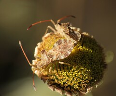 Centrocoris spiniger