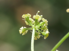 Carum heldreichii