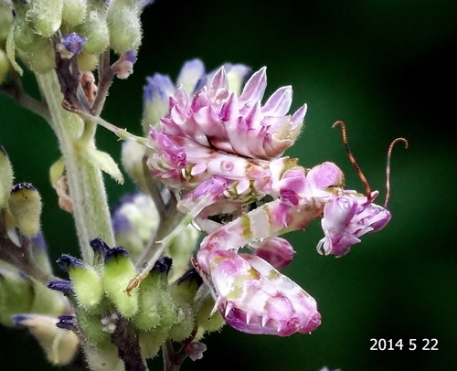 Common Spiny Flower Mantis
